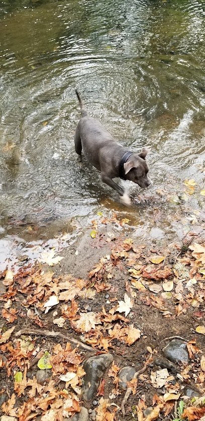 Dog day care in Grand Ronde Oregon Ruff Life LLC 1