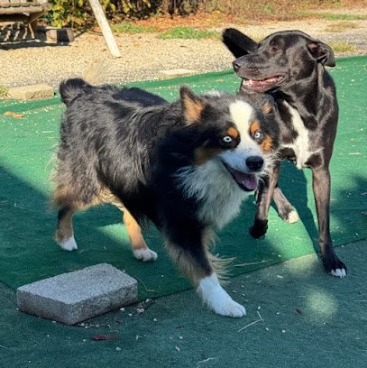 Dog day care in Granger Indiana Pet Palace Resort Spa Inc  1