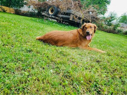 Dog day care in Granite City Illinois Dogfather Inn 1
