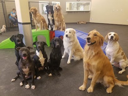 Dog day care in Grants Pass Oregon Canine Club 1