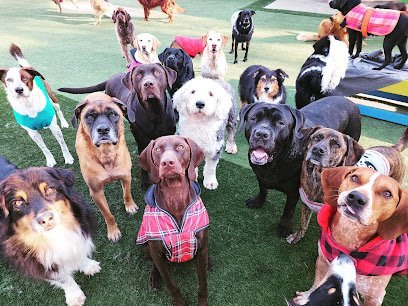 Dog day care in Gray Maine The Doggie Cottage 1