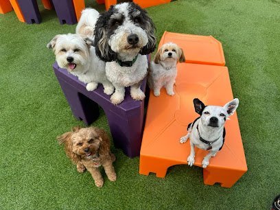 Dog day care in Grayslake Illinois Central Bark Grayslake 1