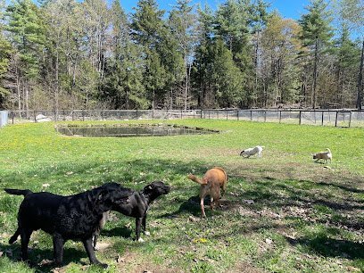 Dog day care in Greenfield Center New York Willys Dog Camp 1