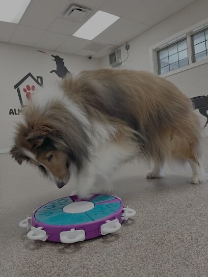 Dog day care in Greensboro North Carolina Almost Home Boarding Grooming 1