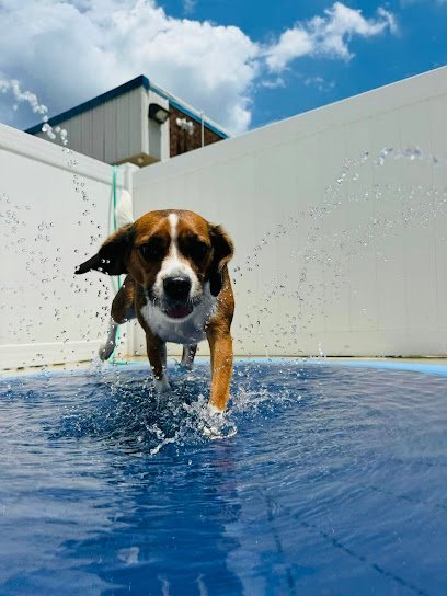 Dog day care in Greensboro North Carolina Hounds Town Greensboro 1