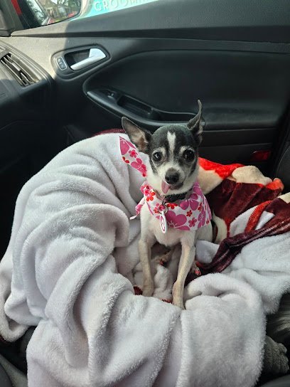 Dog day care in Greensburg Indiana Pampered Paws Inc 1