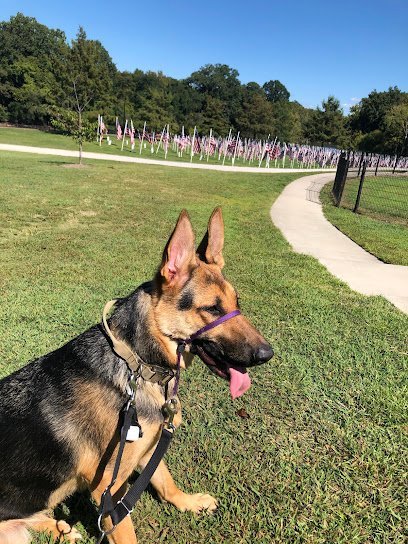 Dog day care in Greenville North Carolina Top Dog Academy Inc 1