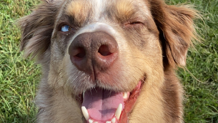 Dog day care in Greenville North Carolina Twinkle Pawz 1