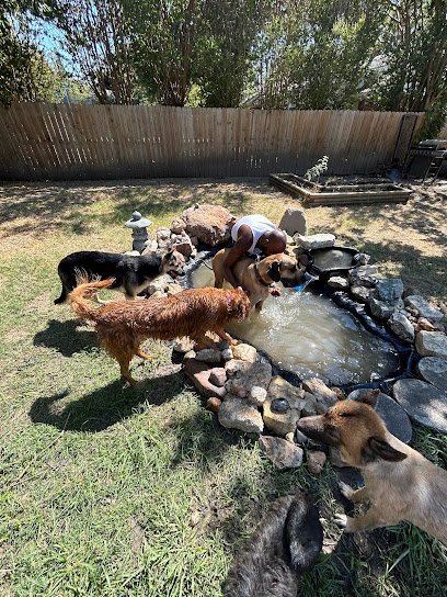 Dog day care in Greenville Texas Chrissy s Critter Care Pet Care Services 1