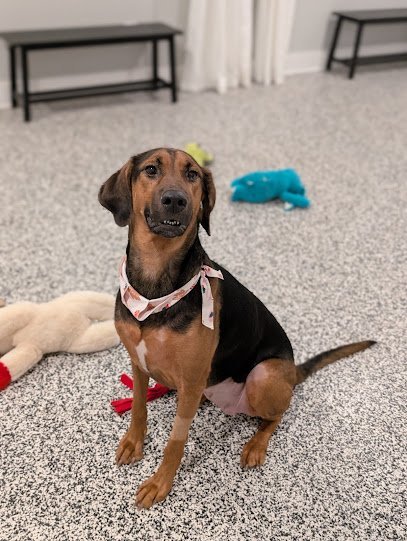 Dog day care in Greenwood Louisiana Noble Nose Canine Boarding 1