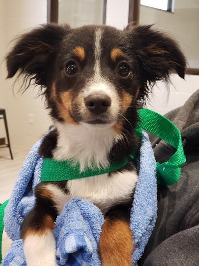 Dog day care in Gretna Nebraska Bark Club 1 1