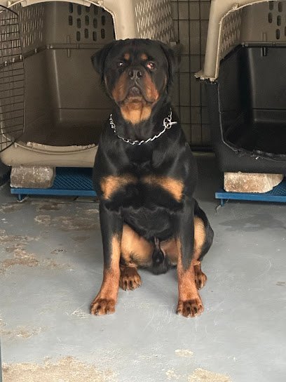 Dog day care in Griffin Georgia KINETIC KENNELS LLC