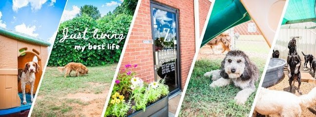 Dog day care in Griffin Georgia Zoomies Pet Care