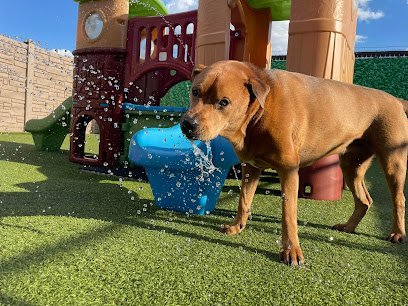 Dog day care in Grove City Ohio Pinnacle Pets Play Stay 1