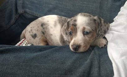 Dog day care in Grove Oklahoma Kozy Kennel 1