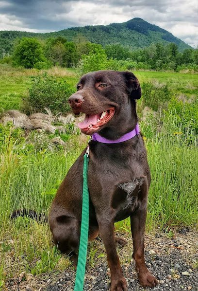 Dog day care in Groveton New Hampshire Mountain Pawtrol Pet Care 1