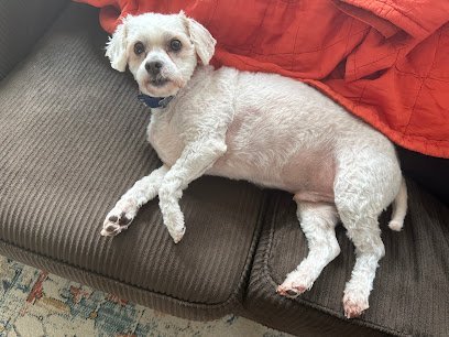 Dog day care in Grovetown Georgia The Retreat at 5119 Boarding and Grooming