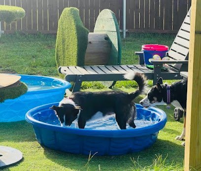 Dog day care in Gun Barrel City Texas Ollie s Pet Resort 1