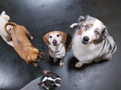 Dog day care in Gurnee Illinois Central Bark Gurnee 1