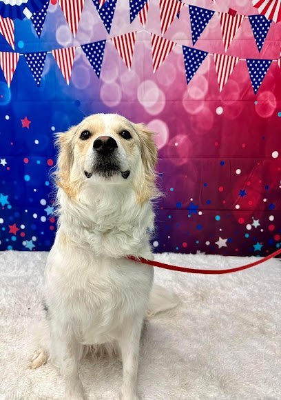 Dog day care in Hadley Massachusetts Pet Hotel Hadley 1