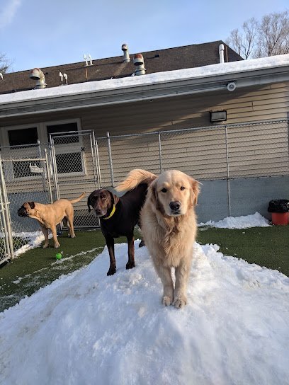 Dog day care in Hadley Massachusetts Valley Inn For Pets 1