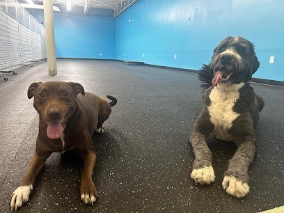 Dog day care in Halifax Massachusetts KENNEDY K9 CAMP 1