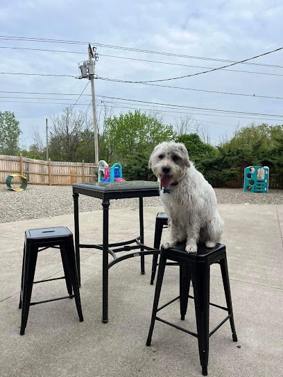 Dog day care in Hamburg New York K9 Barks N Brews 1