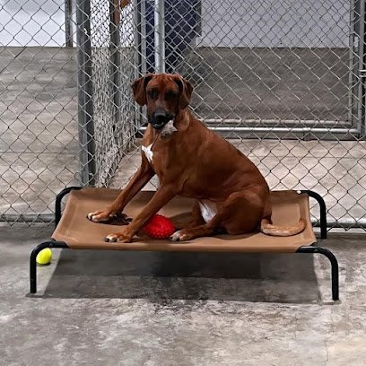 Dog day care in Hamilton Montana Daly Dog Care 1 1