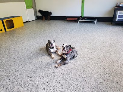 Dog day care in Hanson Massachusetts Five Rings Pet Resort 1