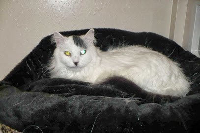 Dog day care in Harker Heights Texas Barker Heights Bed Biscuit 1