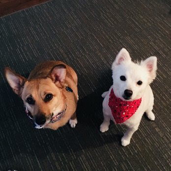 Dog day care in Harker Heights Texas Shangri Paw LLC 1