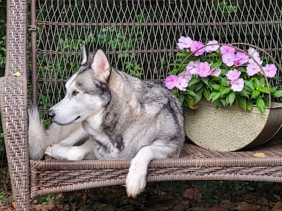Dog day care in Harrison Tennessee Waterdance Dogs Harrison Tn 1