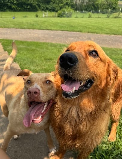 Dog day care in Harrodsburg Kentucky Bed Biscuits Pet Retreat 1