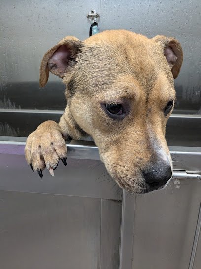 Dog day care in Haslett Michigan Camp Caraway Pet Retreat 1