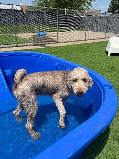 Dog day care in Hastings Minnesota Barks Rec Hastings 1