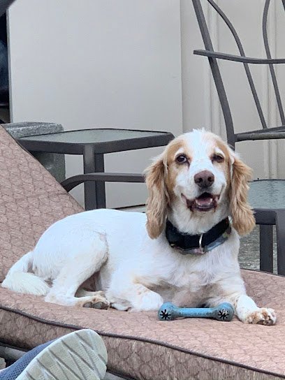 Dog day care in Hastings On Hudson New York Ludworth Kennels 1