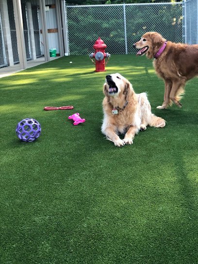 Dog day care in Haubstadt Indiana Gentrys Kennel 1