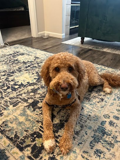 Dog day care in Haverhill Massachusetts Paw Zazz Salon🐾 Daycare 1