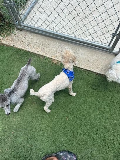 Dog day care in Hawkins Texas 4P Pet Lodge 1