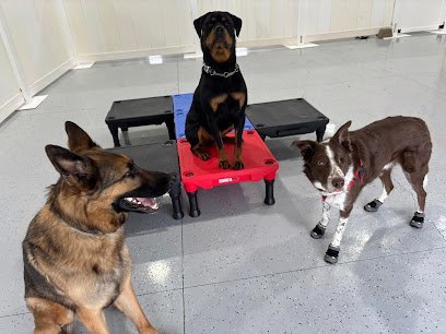 Dog day care in Hayden Idaho Happy Dogs 4 Life 1