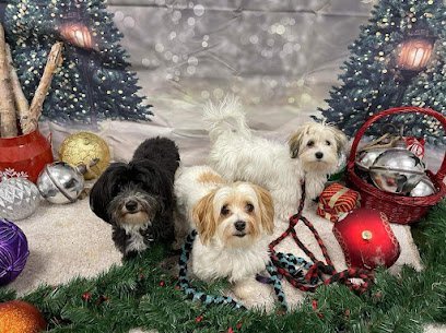 Dog day care in Hebron Indiana Stoney Run Canine Camp and Academy 1