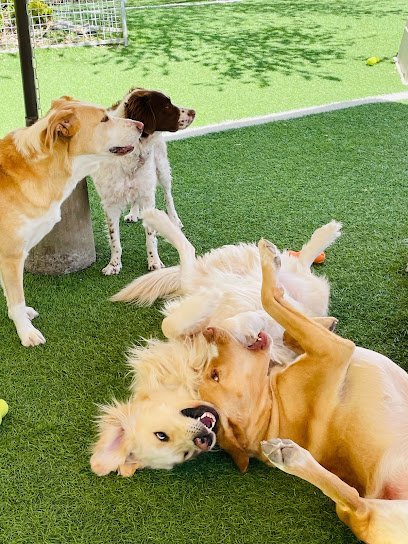 Dog day care in Helena Montana SkyHi Kennel 1 1