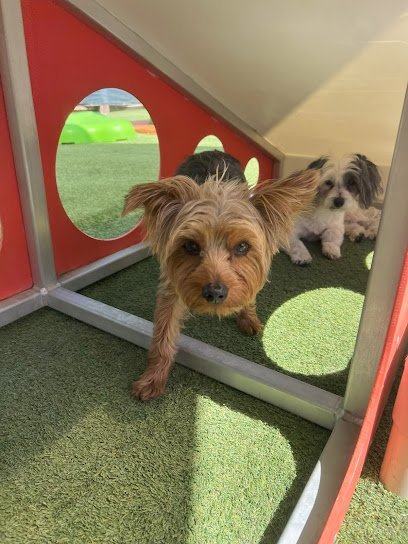 Dog day care in Henderson Nevada BratPak Dog Kamp 1 1