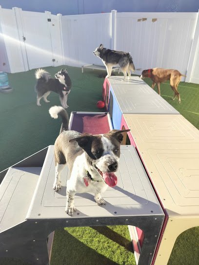 Dog day care in Henderson Nevada Camp Run A Mutt Henderson 1 1