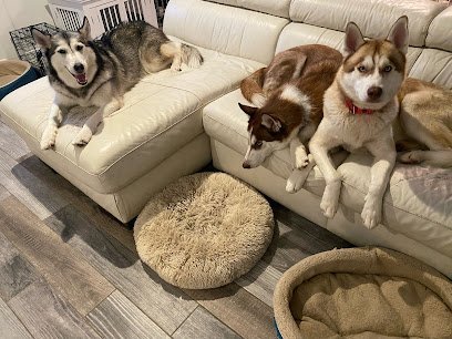 Dog day care in Henderson Nevada Dakota s Doggy Den 1 1