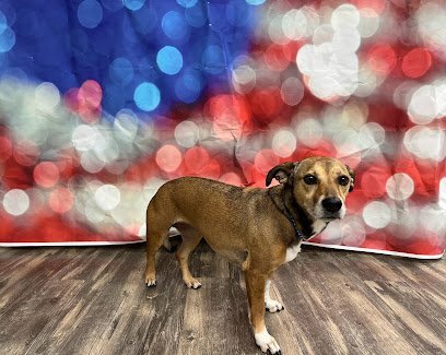 Dog day care in Hendersonville Tennessee Hound Heelton 1