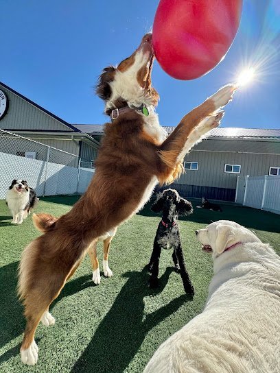 Dog day care in Hiawatha Iowa Cedar Run Company 1 1