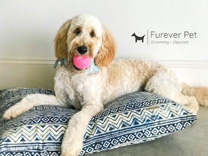 Dog day care in Hickory North Carolina Furever Pet 1