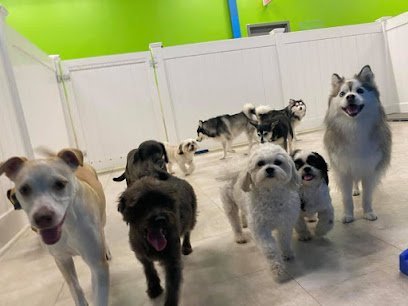 Dog day care in Hicksville New York Hounds Town Hicksville 1