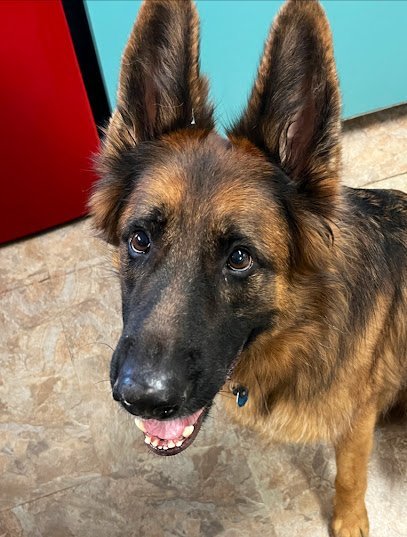 Dog day care in Highland Heights Kentucky Watch Ur Dog Daycare 1